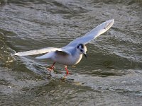 Larus minutus 13, Dwergmeeuw, Saxifraga-Bart Vastenhouw