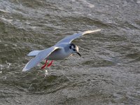 Larus minutus 14, Dwergmeeuw, Saxifraga-Bart Vastenhouw