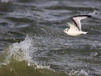 Larus minutus 16, Dwergmeeuw, Saxifraga-Bart Vastenhouw