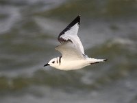 Larus minutus 17, Dwergmeeuw, Saxifraga-Bart Vastenhouw