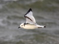 Larus minutus 18, Dwergmeeuw, Saxifraga-Bart Vastenhouw