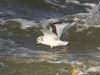 Larus minutus 19, Dwergmeeuw, Saxifraga-Bart Vastenhouw