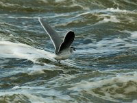 Larus minutus 2, Dwergmeeuw, Saxifraga-Piet Munsterman