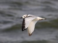 Larus minutus 21, Dwergmeeuw, Saxifraga-Bart Vastenhouw