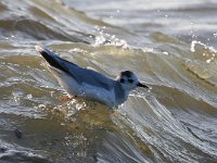 Larus minutus 25, Dwergmeeuw, Saxifraga-Bart Vastenhouw