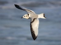 Larus minutus 26, Dwergmeeuw, Saxifraga-Bart Vastenhouw