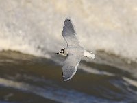 Larus minutus 27, Dwergmeeuw, Saxifraga-Bart Vastenhouw