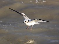 Larus minutus 28, Dwergmeeuw, Saxifraga-Bart Vastenhouw