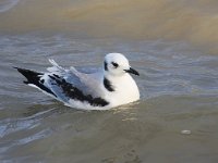 Larus minutus 29, Dwergmeeuw, Saxifraga-Bart Vastenhouw