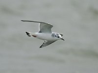 Larus minutus 3, Dwergmeeuw, Saxifraga-Piet Munsterman