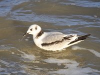 Larus minutus 30, Dwergmeeuw, Saxifraga-Bart Vastenhouw