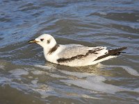 Larus minutus 31, Dwergmeeuw, Saxifraga-Bart Vastenhouw