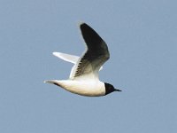 Larus minutus 4, Dwergmeeuw, Saxifraga-Piet Munsterman