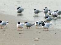 Larus minutus 5, Dwergmeeuw, Saxifraga-Piet Munsterman