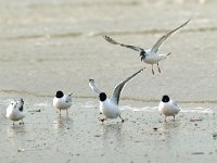 Larus minutus 6, Dwergmeeuw, Saxifraga-Piet Munsterman