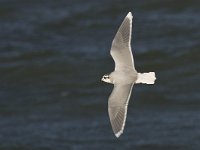 Larus minutus 7, Dwergmeeuw, Saxifraga-Rik Kruit