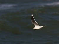 Larus minutus 8, Dwergmeeuw, Saxifraga-Rik Kruit