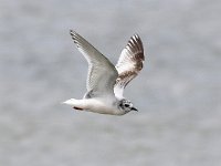 Larus minutus 9, Dwergmeeuw, Saxifraga- Peter Meininger