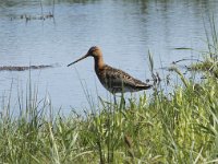 Limosa limosa 121, Grutto, Saxifraga-Willem van Kruijsbergen