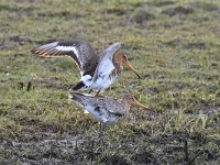 Limosa limosa 141, Grutto, Saxifraga-Luuk Vermeer