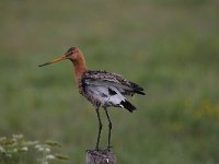 Limosa limosa 151, Grutto, Saxifraga-Luuk Vermeer