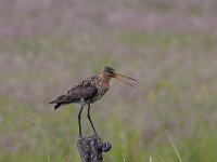 Limosa limosa 159, Grutto, Saxifraga-Luuk Vermeer