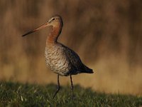 Limosa limosa 169, Grutto, Saxifraga-Luuk Vermeer