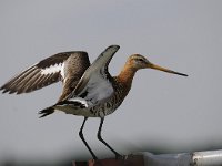 Limosa limosa 171, Grutto, Saxifraga-Luuk Vermeer