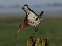 Limosa limosa 181, Grutto, Saxifraga-Luuk Vermeer