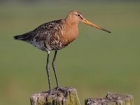 Limosa limosa 183, Grutto, Saxifraga-Luuk Vermeer