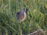 Limosa limosa 188, Grutto, Saxifraga-Luuk Vermeer