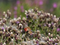 Linaria cannabina 2, Kneu, Saxifraga-Piet Munsterman