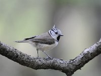 Lophophanes cristatus 17, Kuifmees, Saxifraga-Luuk Vermeer