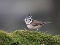 Lophophanes cristatus 22, Kuifmees, Saxifraga-Luuk Vermeer