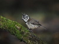 Lophophanes cristatus 23, Kuifmees, Saxifraga-Luuk Vermeer