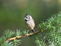 Lophophanes cristatus 24, Kuifmees, Saxifraga-Luuk Vermeer