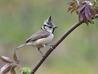 Lophophanes cristatus 27, Kuifmees, Saxifraga-Luuk Vermeer