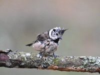 Lophophanes cristatus 30, Kuifmees, Saxifraga-Luuk Vermeer