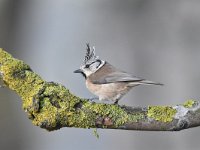 Lophophanes cristatus 32, Kuifmees, Saxifraga-Luuk Vermeer