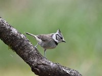 Lophophanes cristatus 34, Kuifmees, Saxifraga-Luuk Vermeer