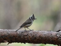 Lophophanes cristatus 39, Kuifmees, Saxifraga-Luuk Vermeer