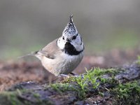 Lophophanes cristatus 49, Kuifmees, Saxifraga-Luuk Vermeer