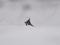 Lophophanes cristatus 52, Kuifmees, Saxifraga-Luuk Vermeer