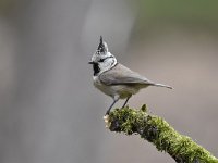 Lophophanes cristatus 60, Kuifmees, Saxifraga-Luuk Vermeer