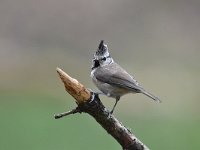 Lophophanes cristatus 65, Kuifmees, Saxifraga-Luuk Vermeer