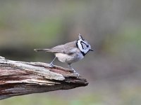 Lophophanes cristatus 66, Kuifmees, Saxifraga-Luuk Vermeer