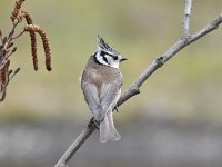 Lophophanes cristatus 71, Kuifmees, Saxifraga-Luuk Vermeer