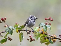 Lophophanes cristatus 75, Kuifmees, Saxifraga-Luuk Vermeer