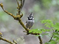 Lophophanes cristatus 76, Kuifmees, Saxifraga-Luuk Vermeer