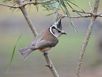 Lophophanes cristatus 77, Kuifmees, Saxifraga-Luuk Vermeer